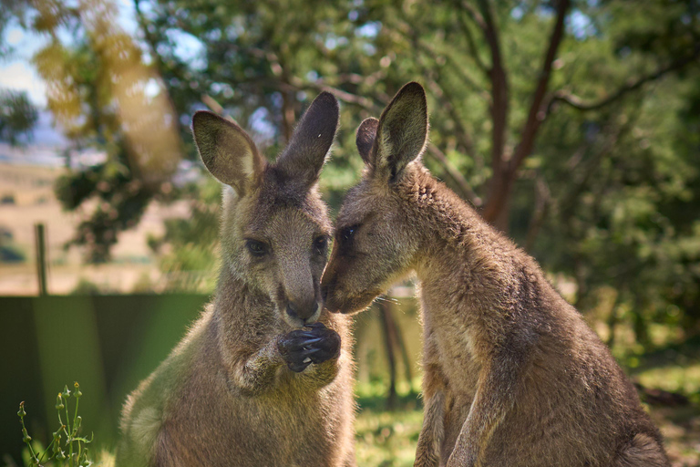 Navetta per il Bonorong Wildlife Sanctuary: escursione a terra a Hobart