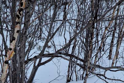 Kiruna: Escursione con le racchette da neve nel Parco Nazionale di Abisko con pranzo