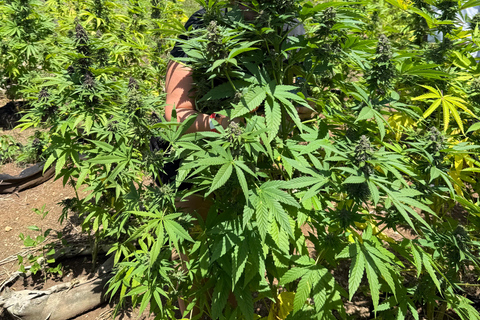 Negril: 7 Mile Beach, Weed Farm, and Rick's Cafe Tour