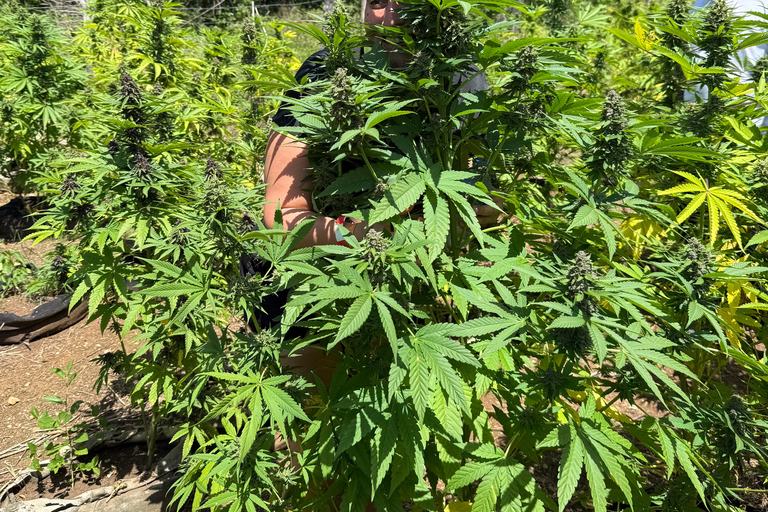 Negril: 7 Mile Beach, Weed Farm, and Rick's Cafe Tour