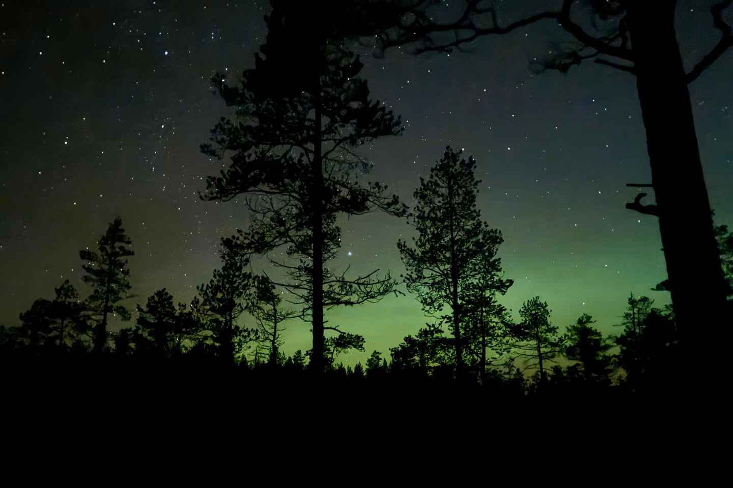 Sälen: Northern Lights Snowshoe Adventure with Pickup