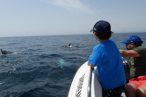 Delfinbeobachtung im Arrábida Naturpark