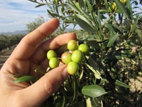 OleoAlmanzora, Guided tour + Masterclass of EVOO tasting Eng - Housity
