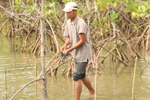 Bagek Kembar: Mangrove & Stingless Beekeeping Experience