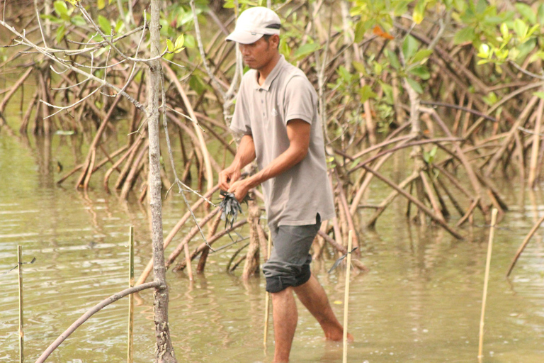 Bagek Kembar: Mangrove & Stingless Beekeeping Experience
