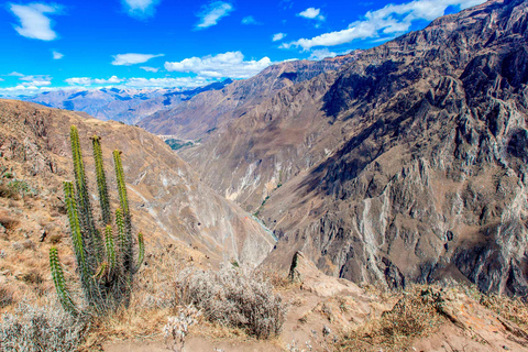 Vanuit Arequipa: Tour naar de Colca Canyon + Transfer naar Cusco