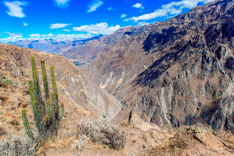 Vanuit Arequipa: Tour naar de Colca Canyon + Transfer naar Cusco