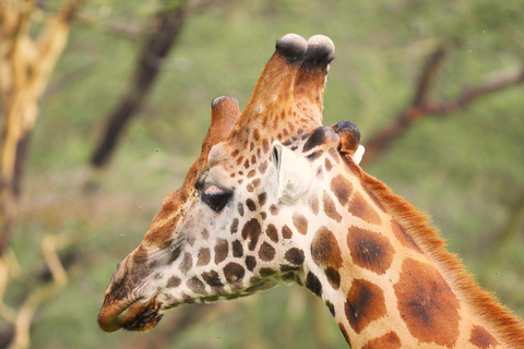 Safari de 4 días en el Parque Nacional de Masaai Mara y Lago Nakuru