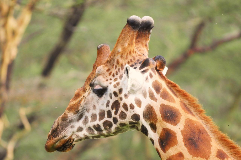 Safari de 4 días en el Parque Nacional de Masaai Mara y Lago Nakuru