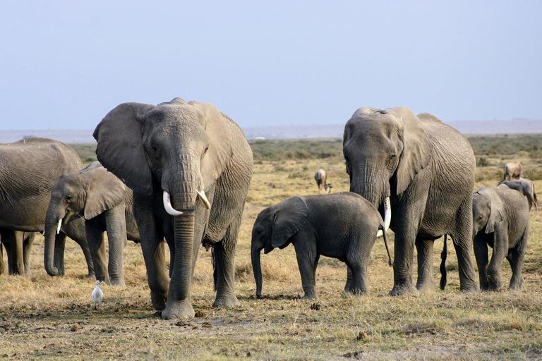 Excursión de un día al Parque Nacional de Amboseli