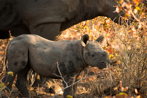 Johannesburg safari dagtour - Pilanesberg Big 5 avontuur