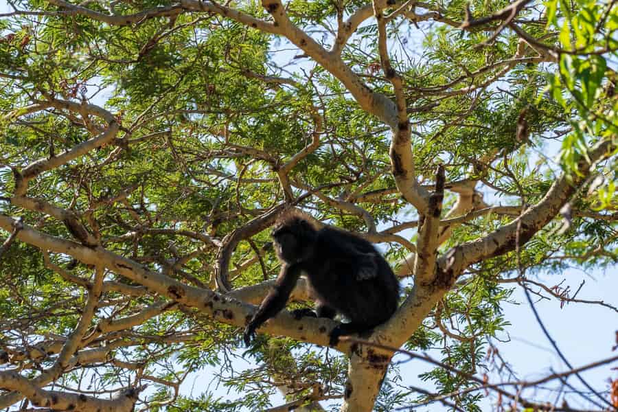 Bali: Geführte Wanderung im Nationalpark West-Bali mit Hotelabholung. Foto: GetYourGuide Bali: Geführte Wanderung im Nationalpark West-Bali mit Hotelabholung. Foto: GetYourGuide