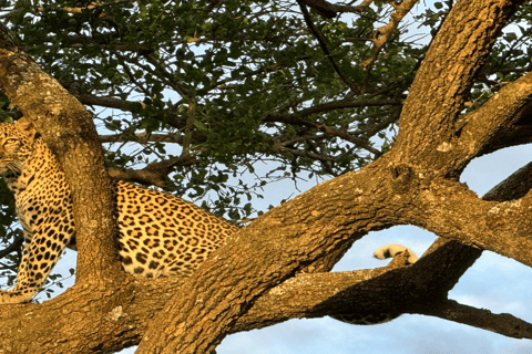 Tour di un giorno del Parco Nazionale di Nairobi e del Centro delle Giraffe