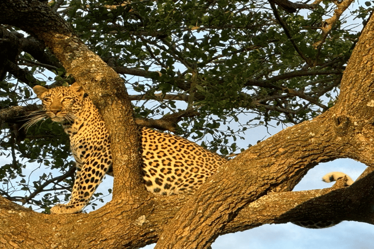 Tour di un giorno del Parco Nazionale di Nairobi e del Centro delle Giraffe