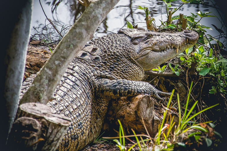 Miami : Visite du parc Safari des Everglades en canot pneumatique