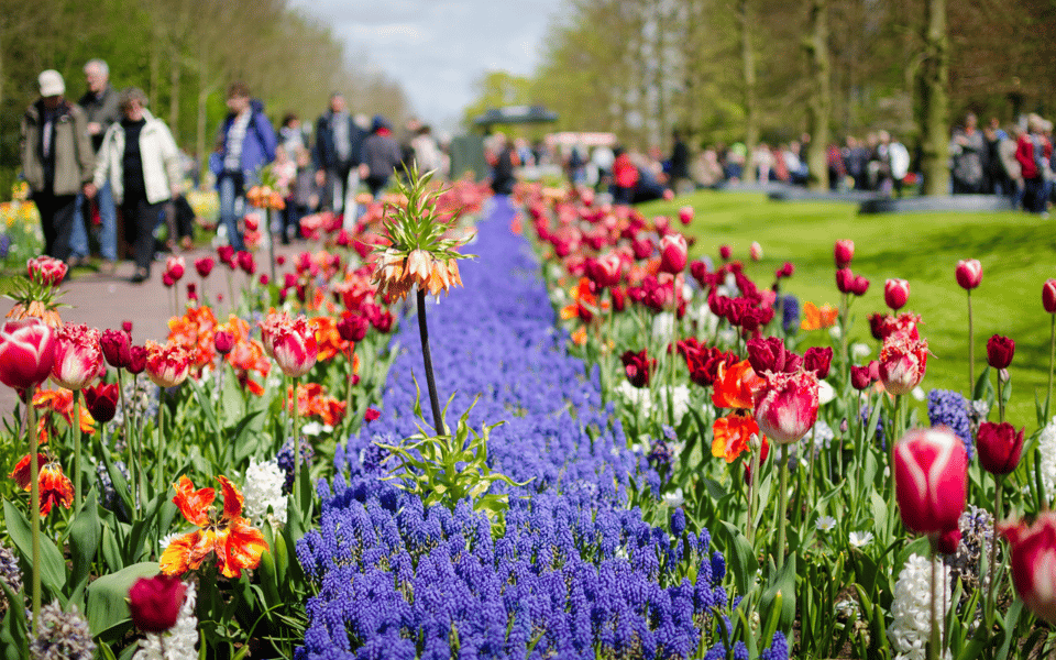 Amsterdam: Keukenhof and Zaanse Schans Windmills Day Trip | GetYourGuide