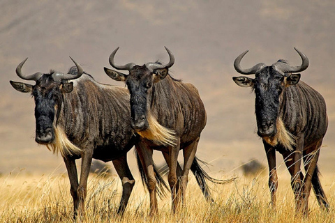 3 Day Senior Safari to Amboseli from Nairobi