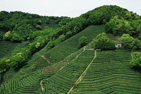 Shanghai: Longjing Tea Hills & Ancient Path Private Day Trip