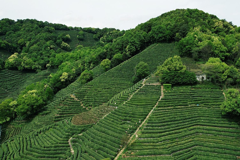 Shanghai: Longjing Tea Hills & Ancient Path Private Day Trip