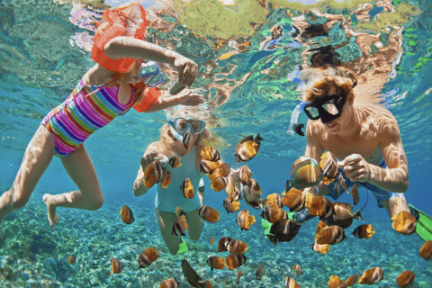 مغامرة الغوص مع سلحفاة وايكيكي