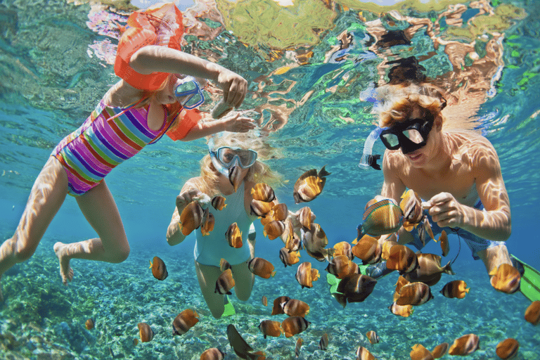 مغامرة الغوص مع سلحفاة وايكيكي