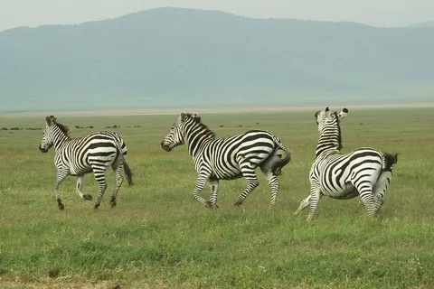 2 dni 1 noc Mikumi NP Wspólne safari: z Dar es Salaam