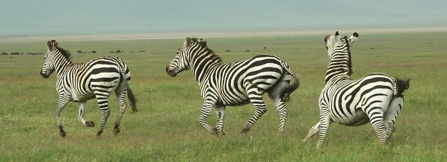 2 jours et 1 nuit de safari partagé dans le PN Mikumi : de Dar es Salaam