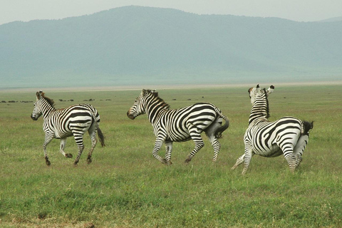 SAFARI EN AVION DE JOUR : DE ZANZIBAR AU PARC NATIONAL DE MIKUMI