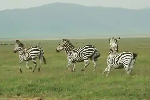 2 giorni e 1 notte di Mikumi NP Safari condiviso: da Dar es Salaam