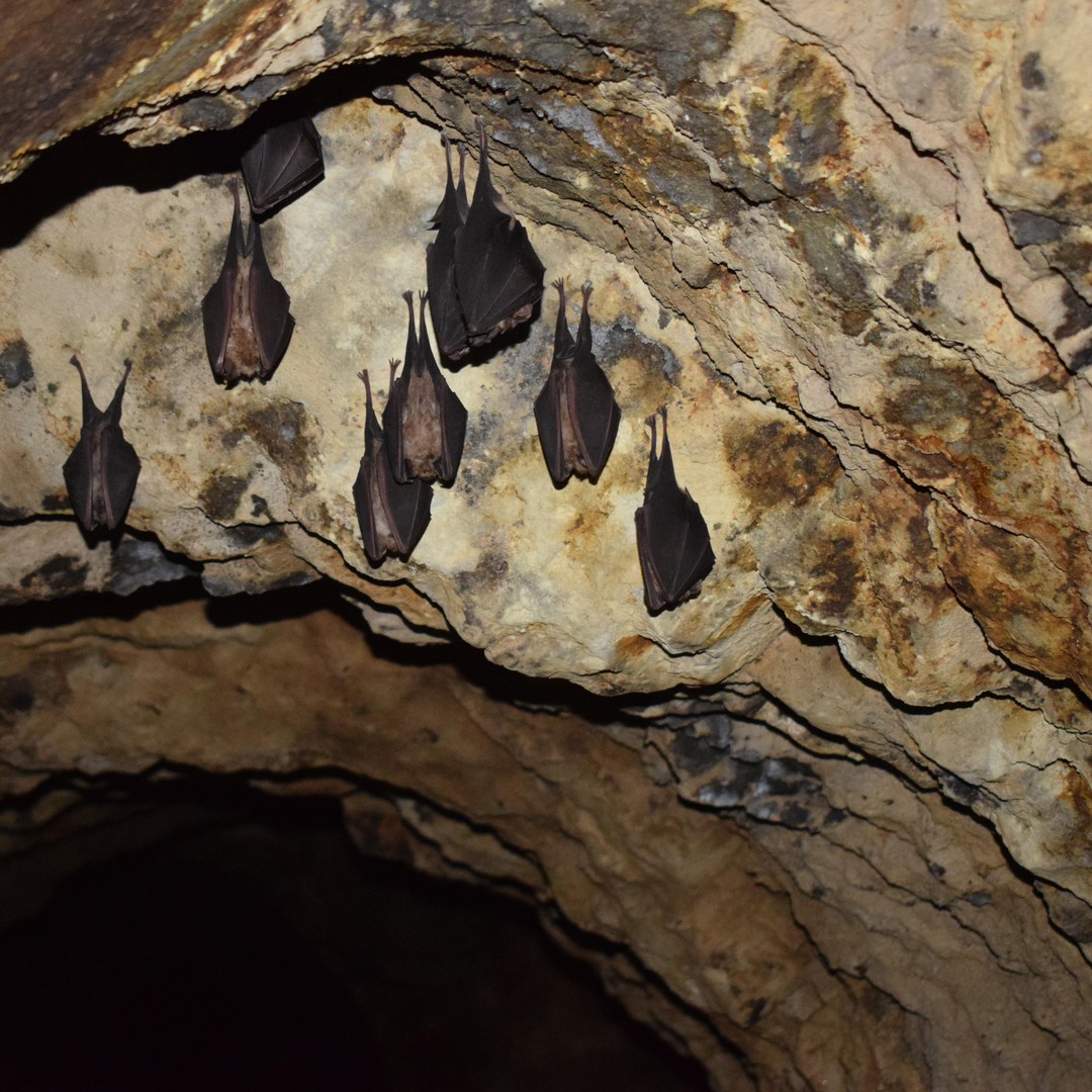 Speleology in the Arouca Geopark´s Tungsten Mines | GetYourGuide