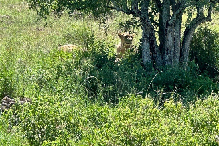 Nairobi: Lake Nakuru National Park and Lake Naivasha Tour