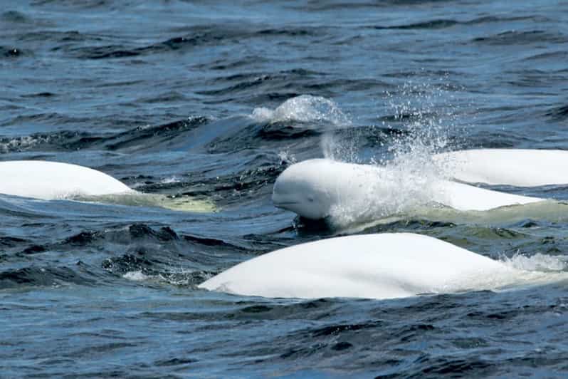 Tadoussac or BaieSainteCatherine Whale Watching Cruise GetYourGuide