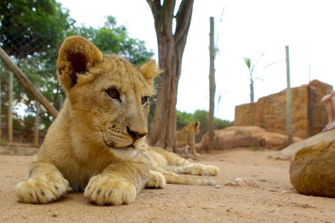 Johannesburg: Lion and Safari Park Open Vehicle Game Drive