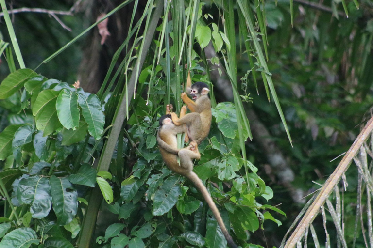 selva viva de tambopata