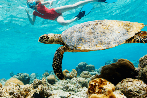 Oahu: The Ultimate Private Circle Island Tour 5-7 Guests