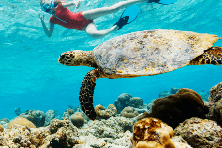 Oahu: The Ultimate Private Circle Island Tour 5-7 Guests