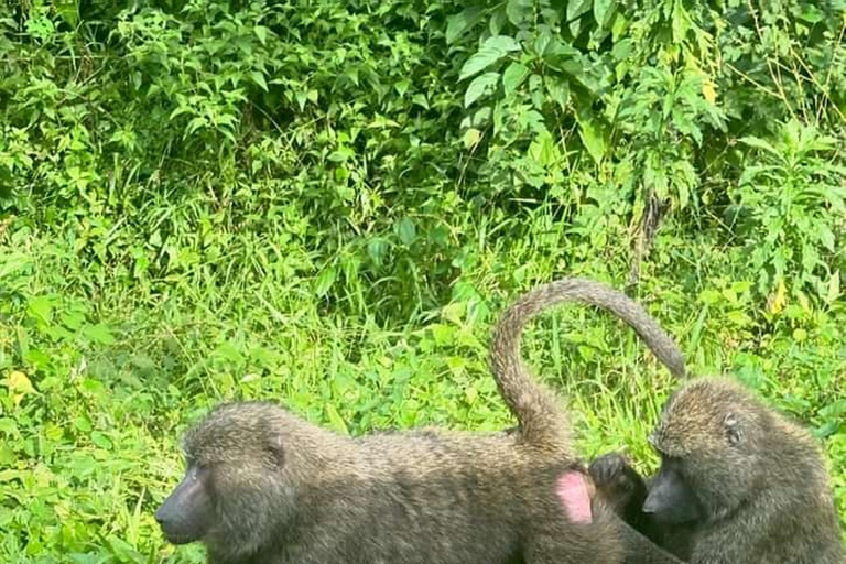 Ouganda : 3 jours de safari dans le parc national des chutes Murchison et les Big 5