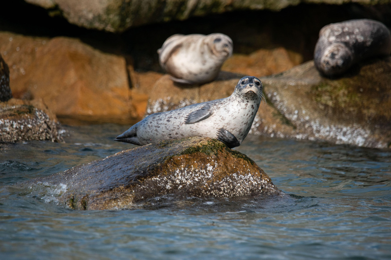 Vancouver: Open-air Whale Watching Tour, Granville Island