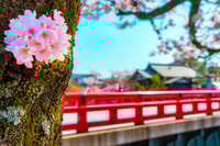 F Road M Nagoya, Tool, Hida Takayama, Idea D Shirakawa-Go da Y ecc. R - Housity