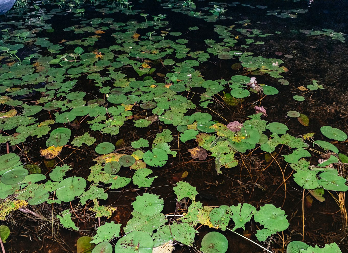 Everglades: 1-times aftentur i airboat