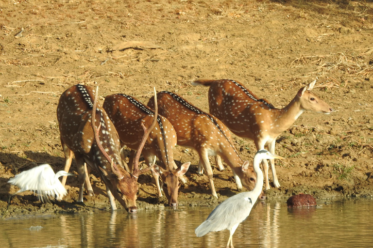 From Galle, Waligama, Mirissa & Yala safari and drop to Ella Yala full day safari (elephants and Leopards)