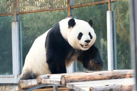 Beijing Zoo & Giant Panda House Ticket with Audio Guide