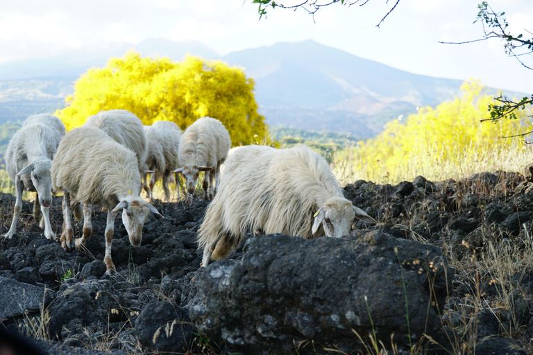 Senderismo en familia por el Etna. Tarifa de grupo hasta 20 personas