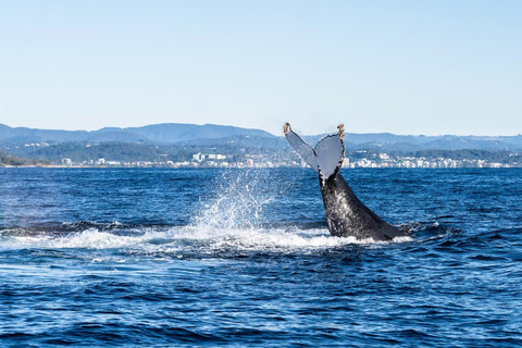 Gold Coast: Whales, Dolphins & Snorkelling with Turtles