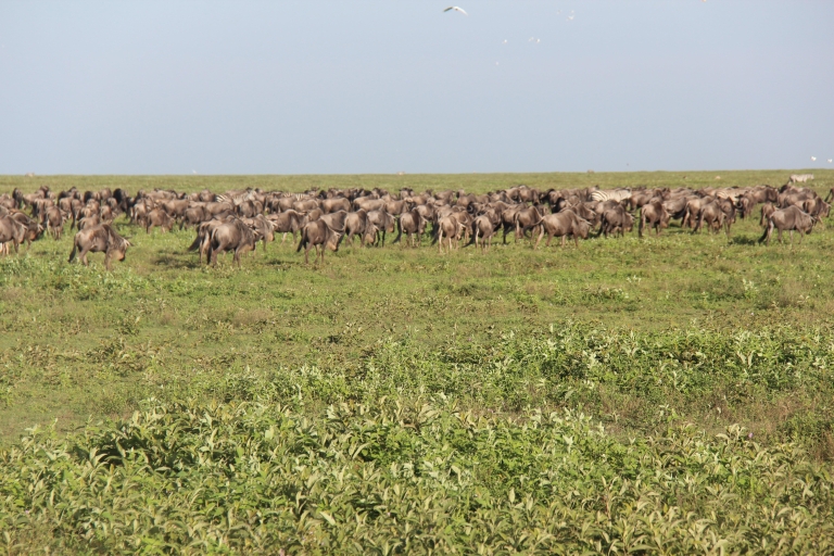 3-day Serengeti and Ngorongoro Safari