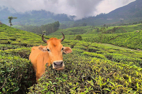 From Kochi: 8-Day Kerala Tour with Houseboat Stay From Kochi: 8 Day Kerala Tour with Houseboat Stay