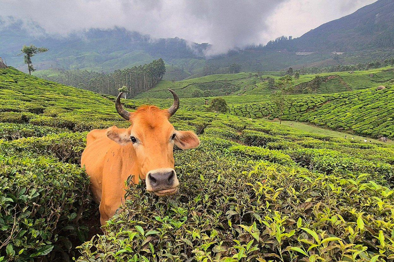 From Kochi: 8-Day Kerala Tour with Houseboat Stay From Kochi: 8 Day Kerala Tour with Houseboat Stay
