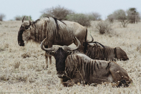 Nairobi National Half-Day Tour with Guide