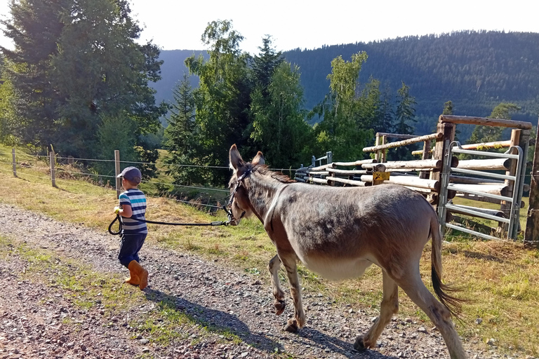 Luvigny: Donkey discovery walk Luvigny: Discovery walk with donkeys