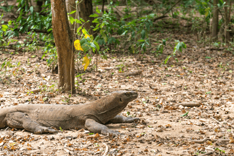 Isola di Komodo: Tour privato 3D2N in motoscafo, tour terrestre e hotel